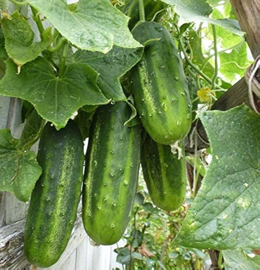 Arkansas (Little Leaf cucumber) for planting in garden